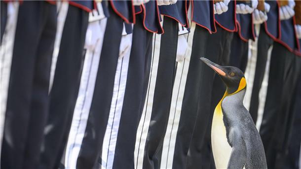 Pinguin in Schottland zum Generalmajor befördert Königspinguin Sir Nils Olav inspiziert eine Ehrengarde bei seiner Beförderung in seinen neuen Rang.