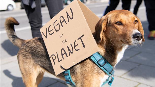 Können Hunde auch ohne fleischhaltige Nahrung auskommen?
