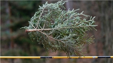 Könnten Sie einen Weihnachtsbaum mehr als sieben Meter weit werfen? Falls ja: Ab ins rheinland-pfälzische Weidenthal! Dort trifft sich alljährliche die Elite dieses - sagen wir - Sports.