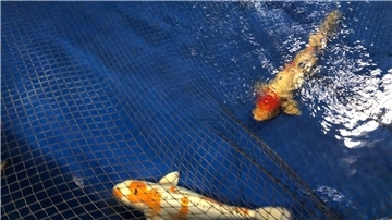 Kois aus den Anlagen des Großaquariums Aquadom schwimmen in einem Becken des Berliner Zoos.