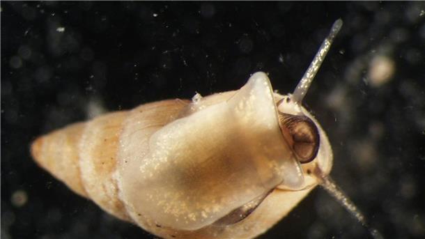 Klima- und Umweltänderungen führen zu Artenwandel im Watt Kommt der Studie zufolge weniger im Wattenmeer vor: die Gemeine Wattschnecke (Peringia ulvae).