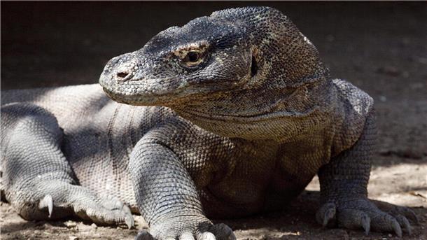 Komodowarane gelten als bedroht.