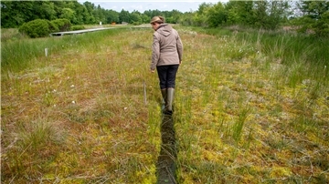Kontrollgang: Biologin Karin Fäcke betrachtet den Pflanzenteppich auf dem Torfmoosfeld.