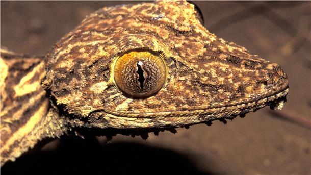 Vor 23 Jahren in Madagaskar entdeckter Gecko ist neue Art Kopfportrait des vor 23 Jahren entdeckten Blattschwanzgeckos aus Madagaskar.