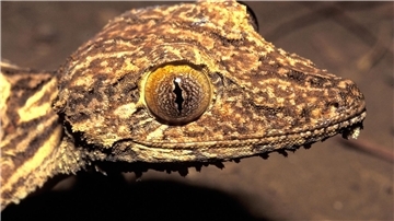 Kopfportrait des vor 23 Jahren entdeckten Blattschwanzgeckos aus Madagaskar.