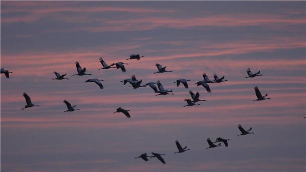 Viele Kraniche fliegen am roten Abendhimmel.