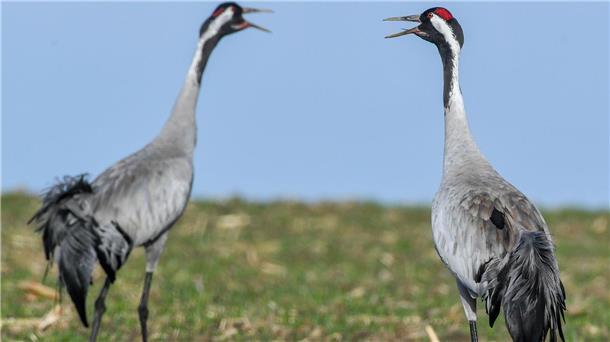 Geflügelter Liebesreigen - Tanz der Kraniche beginnt Kraniche leben überwiegend monogam, also in lebenslanger Ehe mit einem Partner. (Archivbild)