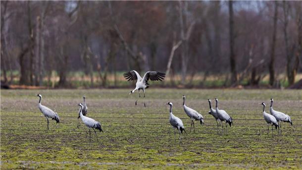 Kraniche machen Zwischenstopp in Diepholzer Moorniederung Kraniche stehen auf einem Feld.