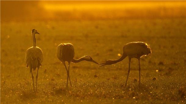 Bilder des Tages Kraniche stehen bei Vechta auf einem Feld.