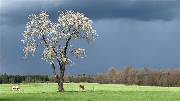 Sonne hier, Gewitter dort: Wetter-Mix am 1. Mai Kühe grasen nach einem Regenguss auf einer Weide in Bayern.