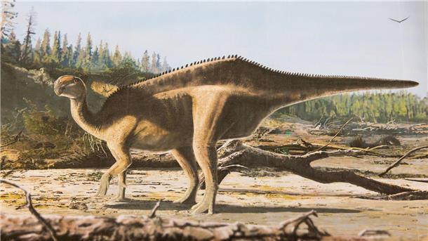 Dinosaurier mit Hautsegel entdeckt Künstlerische Darstellung von Istiorachis macaruthurae