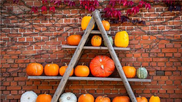 Kürbisse nicht nur zu Halloween - Rekordernte in Deutschland Kürbisse werden vor einem Hof zum Verkauf angeboten.