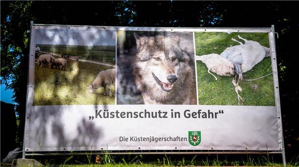 Umgang mit Wölfen: Jäger sehen „dringenden Handlungsbedarf“ „Küstenschutz in Gefahr“ steht auf einem Plakat, das einen Wolf und ein gerissenes Schaf zeigt.
