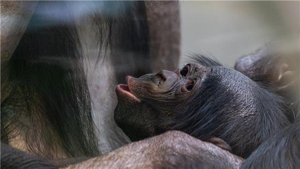 Kurz vor Weihnachten kam das Bonobo-Baby, das noch keinen Namen trägt, zur Welt.