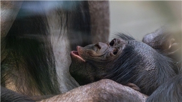 Kurz vor Weihnachten kam das Bonobo-Baby, das noch keinen Namen trägt, zur Welt.