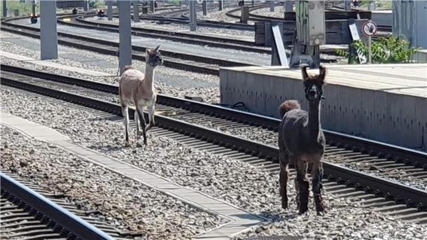Lamas legen wichtige Wiener Bahnstrecke lahm Lamas spazierten in Wien zwischen Bahngleisen.