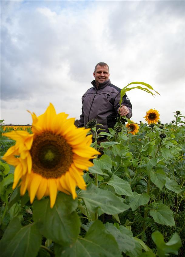 Wo sich Sonnenblumen im November in voller Pracht zeigen Lars Henken Sonnenblume