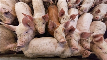Landwirte sind Kummer gewohnt. Doch die Belastungen während der Corona-Pandemie sind hoch. Unter anderem zeigt sich das an den stark fallenden Schweinepreis .
