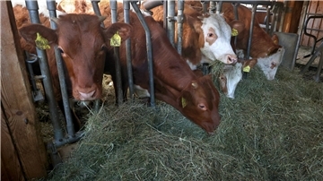 Landwirtschaft kostet viel Energie. Es lässt sich aber auch viel Energie einsparen. Die Kammer berät die Betriebe.
