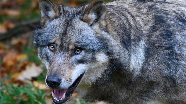 Lange galt der Wolf als ausgerottet; doch seit gut 20 Jahren ist das Raubtier in Deutschland zurück und breitet sich immer weiter aus.