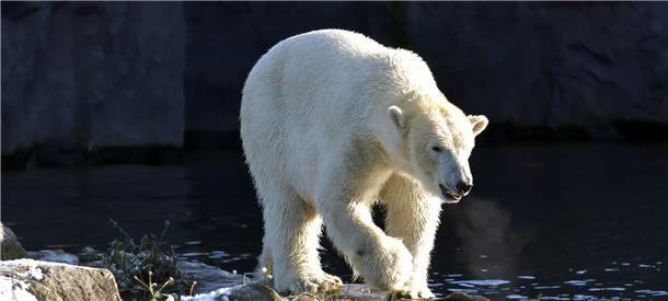 Eisbärin Lara ist jetzt im Zoo am Meer in Bremerhaven Lara kommt schon bald nach Bremerhaven.