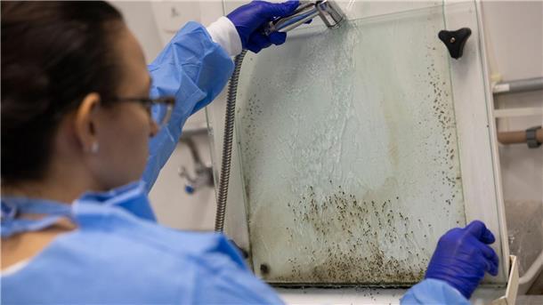 Studie: Klimawandel verschärft Ausbreitung des Denguefiebers Larven von Gelbfiebermücken, die mit Wolbachia-Bakterien modifiziert wurden, werden im Labor des brasilianischen Instituts Fiocruz in Rio de Janeiro im Kampf gegen Dengue-Fieber gefiltert. (Archivbild)