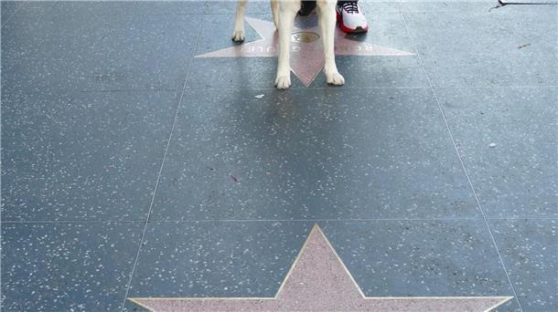 Timmy aus „Lassie“: Hundeliebhaber Jon Provost wird 75 Lassie hat seit 1960 einen Stern im Herzen von Hollywood. (Archivbild)