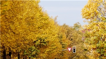 Linden und Ahornbäumen stehen mit gelb gefärbten Blättern an einer Straße im Süden der Stadt.