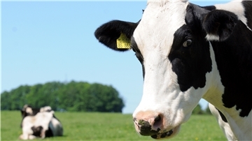 Laut Bundesverband Rind und Schwein (BRS) gab eine Kuh 2020 im Schnitt 9154 Liter Milch pro Jahr.