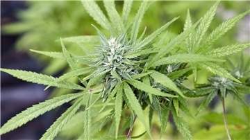 Laut dem Gesetzentwurf sollen Eigenanbau und Besitz bestimmter Mengen von Cannabis für Volljährige in Zukunft erlaubt sein.