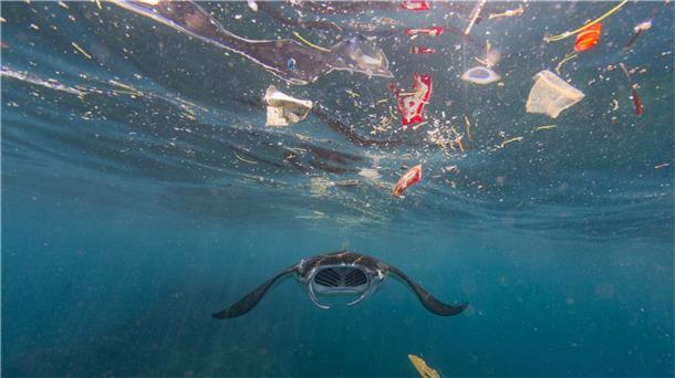 Laut des Alfred-Wegener-Institus in Bremerhaven droht bis 2050 eine Vervierfachung der Plastikmüllkonzentration in den Weltmeeren. Bilder, wie ein Mantarochen, der in Bali durch Müll schwimmt, sollen die Regierungschef vor Augen haben, wenn sich knapp 195 Staaten Ende Februar zum UN-Umweltgipfel treffen. 