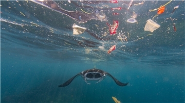 Laut des Alfred-Wegener-Institus in Bremerhaven droht bis 2050 eine Vervierfachung der Plastikmüllkonzentration in den Weltmeeren. Bilder, wie ein Mantarochen, der in Bali durch Müll schwimmt, sollen die Regierungschef vor Augen haben, wenn sich knapp 195 Staaten Ende Februar zum UN-Umweltgipfel treffen. 