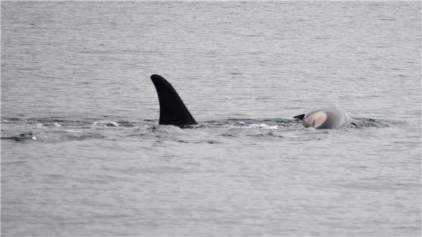 Orca-Weibchen trauert um totes Kalb Laut NOAA können sich neben Orcas auch andere soziale Tiere wie Elefanten oder Primaten manchmal nicht von ihrem toten Nachwuchs trennen. (Handout)