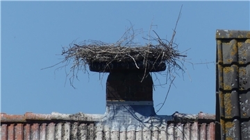 Ein verlassenes Storchennest auf einem Hausdach in Holßel. Die Störche haben ihre Eier verloren und bleiben nun dem Nest fern. 