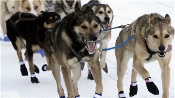 Leithunde beim Start des Iditarod Schlittenhunderennens in Anchorage in Alaska.