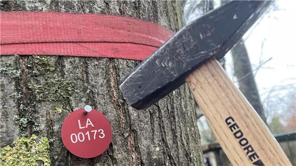 Bild von einem Baum, einer Marke mit Registernummer und einem Hammer