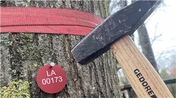 Bild von einem Baum, einer Marke mit Registernummer und einem Hammer