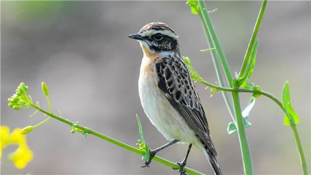 Braunkehlchen und Feldsperling führen bei Jahresvogel-Wahl Liegt bisher mit vorn: Das selten gewordene Braunkehlchen.