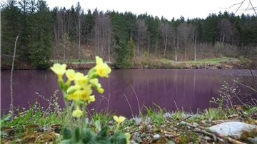Lila gefärbt ist das Wasser des Gipsbruchweihers. Grund für die Farbe sind Bakterien, die in dem schwefelhaltigem Wasser blühen.