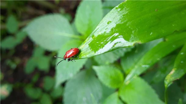 Lilien im Garten: Der Feind trägt ein rotes Gewand Lilienhähnchen an der Spitze eines Lilienblatts.
