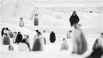 Luc Jacquet mit Kaiserpinguinen in einer Szene des Films „Rückkehr zum Land der Pinguine“