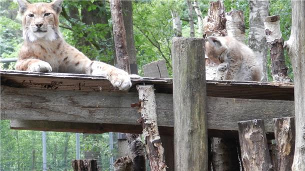 Luchs-Nachwuchs im Beverstedter Tierpark: Mittlerweile tummeln sich dort zwölf Luchse in dem 2000 Quadratmeter großen Gehege. Foto privat