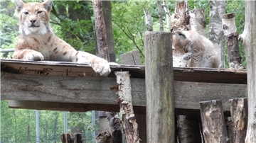 Luchs-Nachwuchs im Beverstedter Tierpark: Mittlerweile tummeln sich dort zwölf Luchse in dem 2000 Quadratmeter großen Gehege. Foto privat