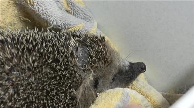 Tierschützer fordern Nachtfahrverbot für Mähroboter Mähroboter mähen nicht nur Rasen, sondern mitunter auch Igel. Tierschützer fordern ein Ende.
