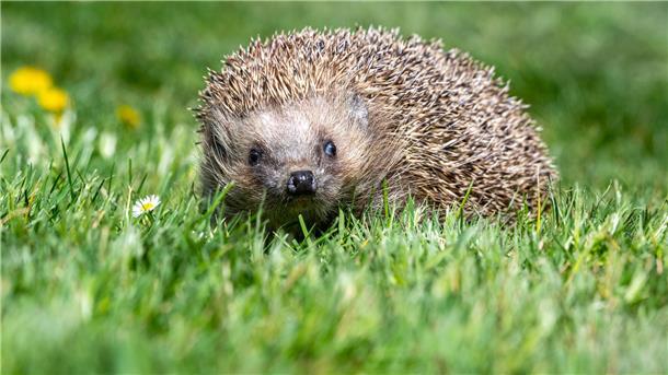 Mähroboter als tödliche Gefahr für die Igel: Senat ist für Beschränkungen Igel auf einer Wiese.