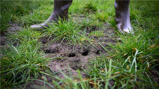 Mäuse pflügen landwirtschaftliche Wiesen der Bauern im Cuxland um. Es sind so viele, dass die Existenz mancher Bauern dadurch gefährdet ist.