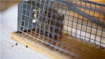 Eine Maus in einem Käfig. 