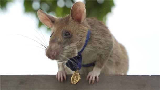 Minensuch-Ratte Ronin bricht in Kambodscha alle Rekorde Magawa hatte einen eigenen kleinen Orden am blauen Band bekommen.