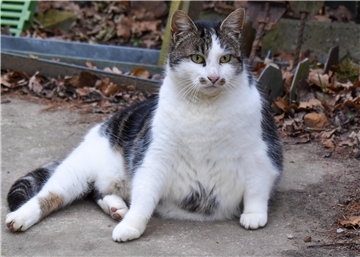 Mama Mietz ist kein Gast in Kerstin Schmidts Katzenpension. Sie wurde vor ein paar Jahren von Schmidt aufgenommen, nun lebt sie zusammen mit den anderen Gästen in der Pension und wird gut versorgt.