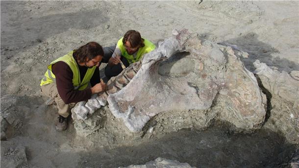 Neuer Langhals-Dinosaurier in Spanien entdeckt Manche Dinosaurier-Knochen haben gewaltige Ausmaße. Portugiesische und spanische Forschenden haben neue entdeckt.